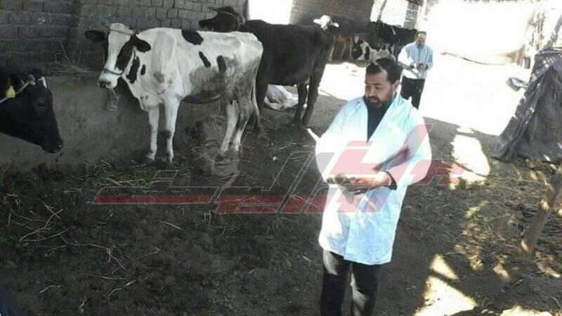 المنوفية تحصن الماشية