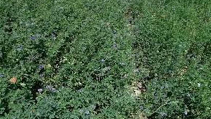 نجاح تجربة زراعة