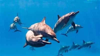 جنة على الأرض.. 