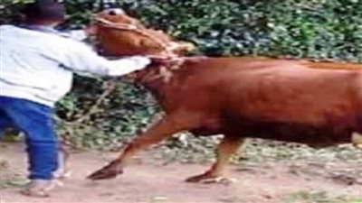 سقوط حرامية المواشي في قبضة مباحث الخصوص