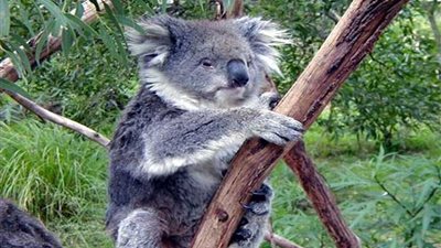 حرائق الغابات تقضي على ثلث حيوانات الكوالا في الساحل الشرقي الأسترالي