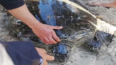 محافظ شمال سيناء ينيب مدير شئون البيئة في إعادة سلحفاة نادرة الى مياه البحر حفاظا عليها من الانقراض