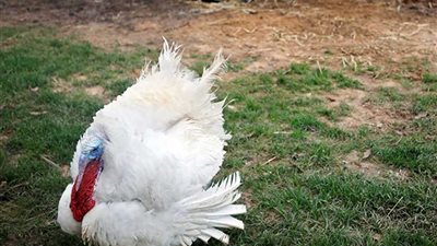 منها الوقاية من مرض قاتل... فوائد صحية لا تعرفها عن لحم الديك الرومي