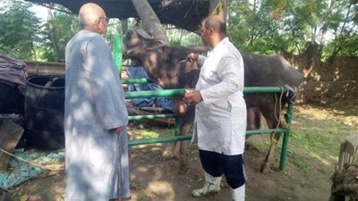 علاج 106 آلاف رأس ماشية وتحصين 291 ألفا أخرى بالبحيرة