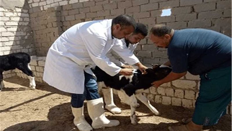 تحصين 265 ألف رأس