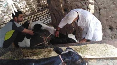 تحصين 325 ألف حيوان ضد الحمي القلاعية بالمنوفية