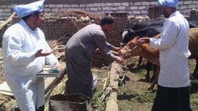 علاج 5704 رءوس ماشية و 47109 داجنة في 44 قافلة بيطرية مجانية بالقليوبية