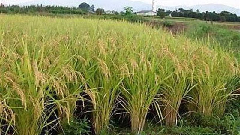 الحكومة تكذب شائعة