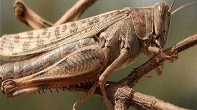 كينيا تبدأ حملة القضاء على 