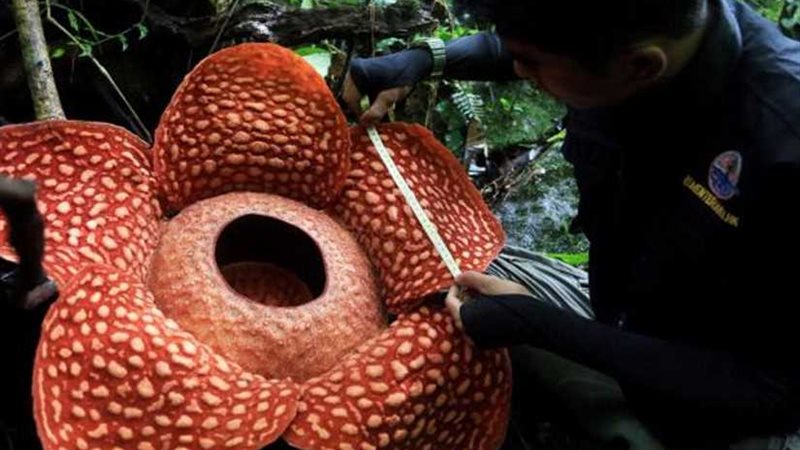 زهرة الوحش تظهر في