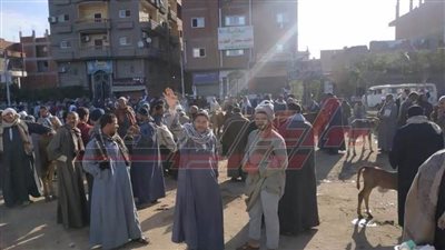 قرار المحافظ ”حبر علي ورق“.. زحام بسوق أشمون للماشية