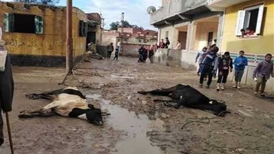 نفوق 4 رؤوس أبقار صعقا بالكهرباء في حوش عيسى