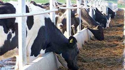 عاجل ..الزرعة : توفير رؤوس ماشية مستوردة لصغار المربين