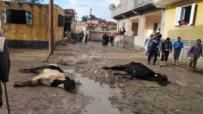 نفوق 4 رؤوس أبقار