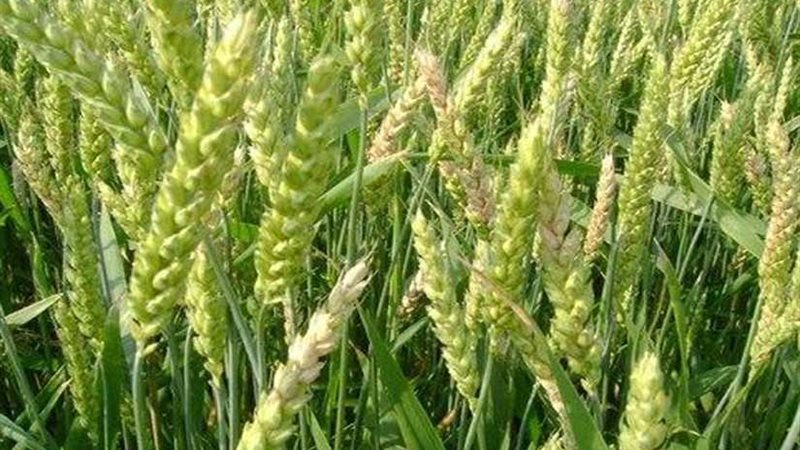 المنوفية: زراعة 121