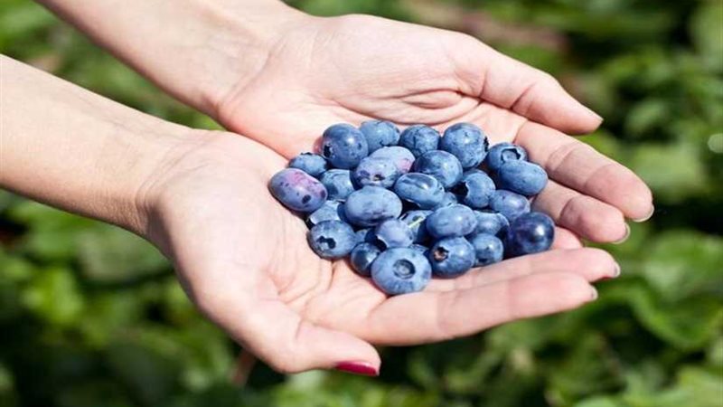 مشروب يساعد على تخفيض