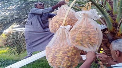 الزراعة: عشر توصيات لمكافحة سوسة النخيل الحمراء