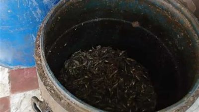 ضبط مخزن أسماك مملحة فاسدة بـ”المنوفية“ (صور)