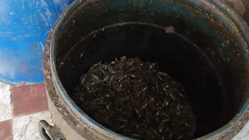 ضبط مخزن أسماك مملحة