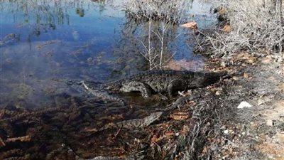 البيئة تنجح في إعادة 8 تماسيح لبيئتها الطبيعية