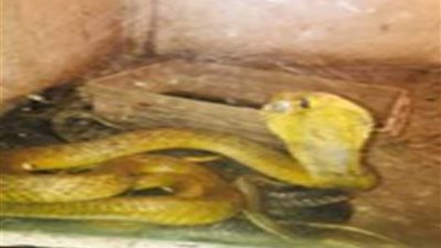 ضبط زواحف وحيوانات وطيور نادرة بمزرعة في الدقهلية