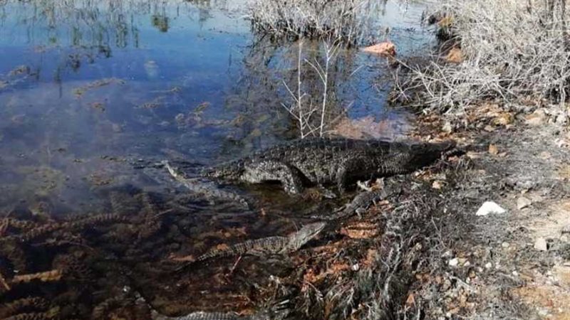 البيئة تنجح في إعادة