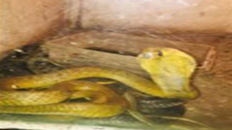 ضبط زواحف وحيوانات