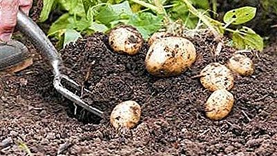 الحكومة تكذب شائعة تلف المحاصيل الزراعية الشتوية بسبب موجة الصقيع