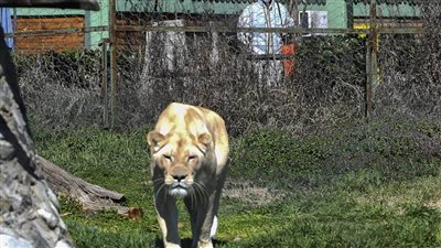 أسد يظهر في شوارع عاصمة  تشيلي 