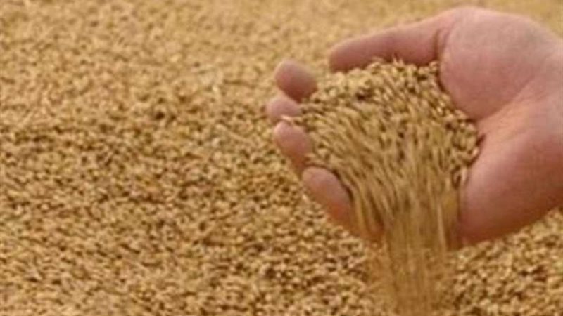 مجلس الوزراء ينفي