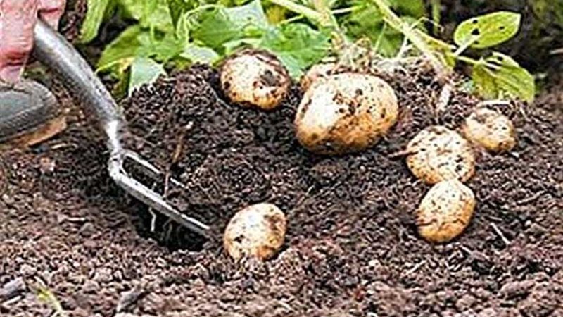 الحكومة تكذب شائعة