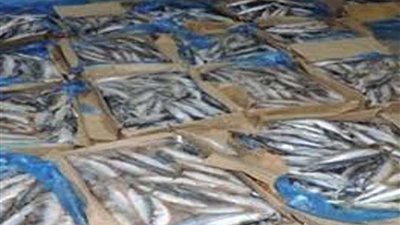 إحباط تهريب 9 أطنان أسماك عبر ميناء سفاجا