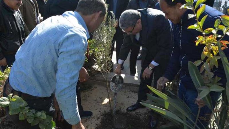 القاضي يغرس شجرة