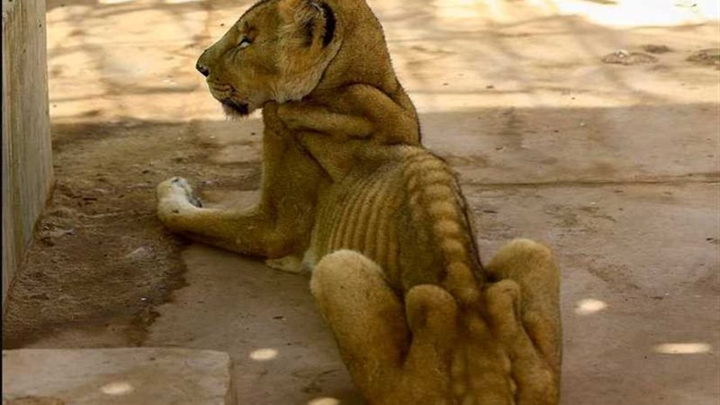 مأساة الأسود الجائعة