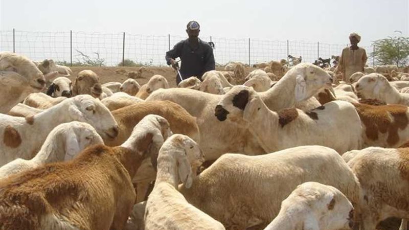 السعودية ترفع حظر