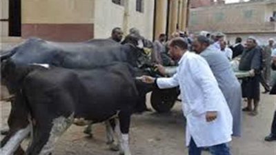 نفوق 13 رأس ماشية بإحدى قرى مغاغة