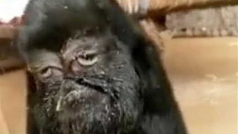 ولادة ماعز متحولة