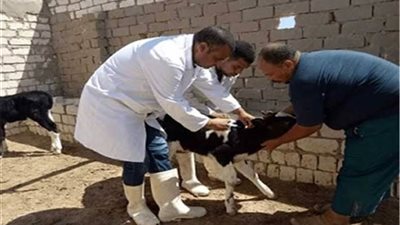 تحصين 265 ألف رأس ماشية بالبحيرة