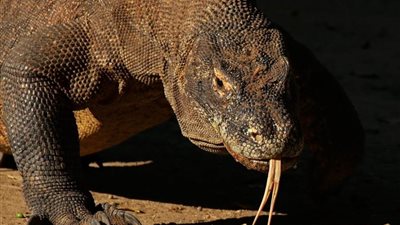 عضة واحدة كافية لقتلك..