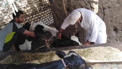 بدء حملة التحصين ضد جدري الأغنام والجلد العقدي لأبقار الدقهلية