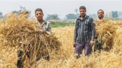 الاستعداد لبدء توريد محصول القمح في الوادي الجديد