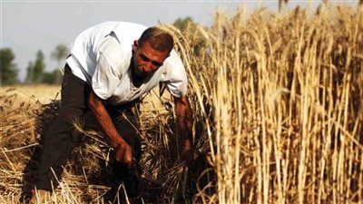 الزراعة تعلن موعد بدء حصاد القمح