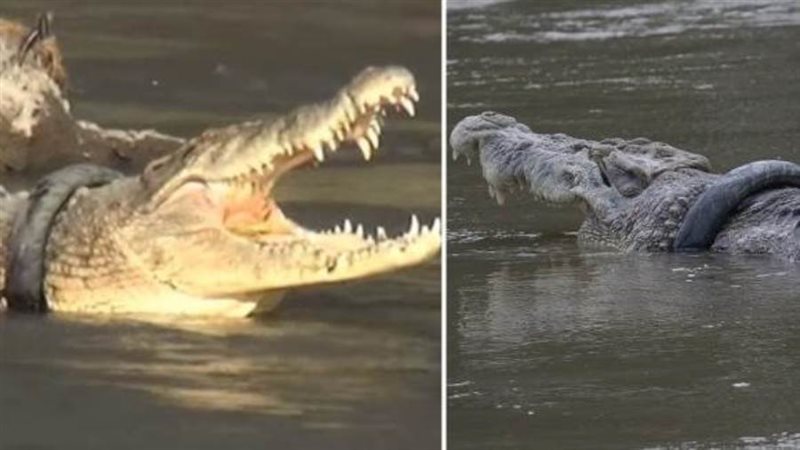 كاوتش يعلق فى رقبة