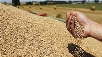 مخزون القمح آمن.. ومصر الرابع عالميًا