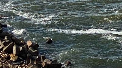 الزواج في زمن الكورونا بالإسكندرية 