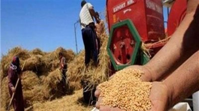 الحكومة تنفي التوقف عن شراء محصول القمح من المزارعين 