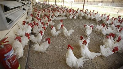 الحكومة تنفى شائعة  ارتفاع أسعار الدواجن بالمجمعات الاستهلاكية  