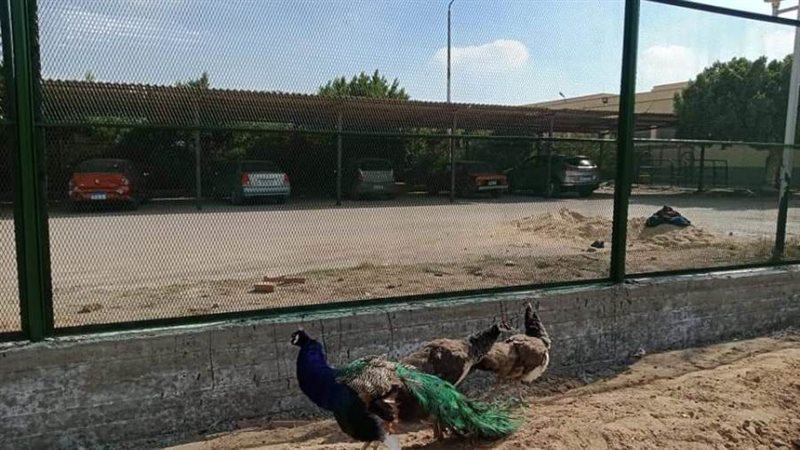 انشاء حديقة حيوان