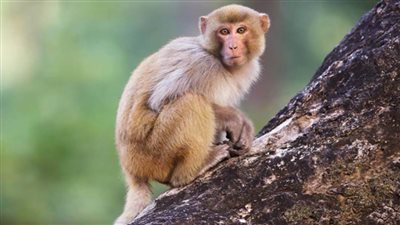 ضبط قرد ضال بشوارع الإسكندرية