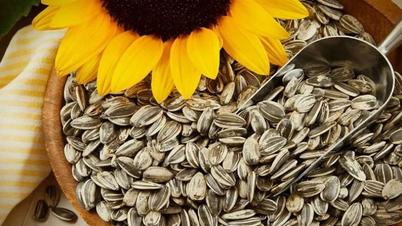 بذور عباد الشمس